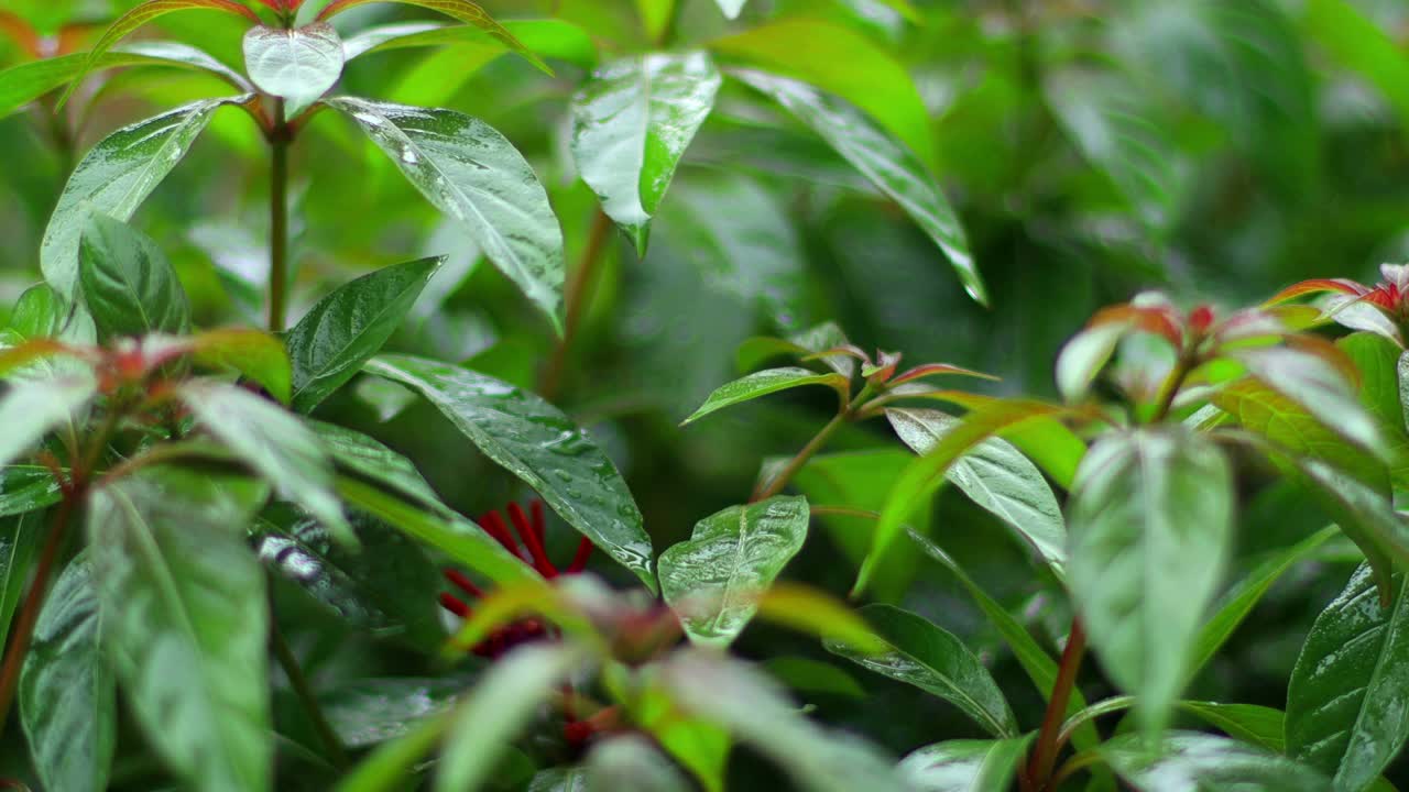 在大雨期间种植火炬树视频素材