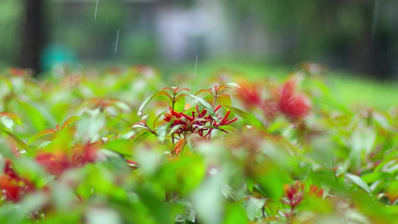 在大雨期间种植火炬树视频素材