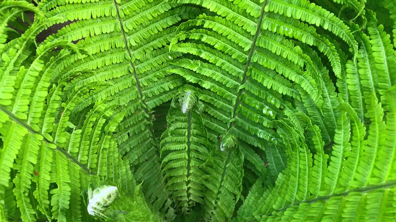 绿叶蕨类植物。蕨类植物的叶子随风摇曳视频素材