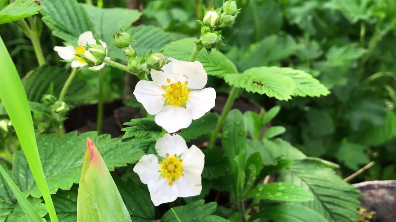 盛开的草莓。随风摇曳的花。夏天野草莓的白花绿叶视频素材