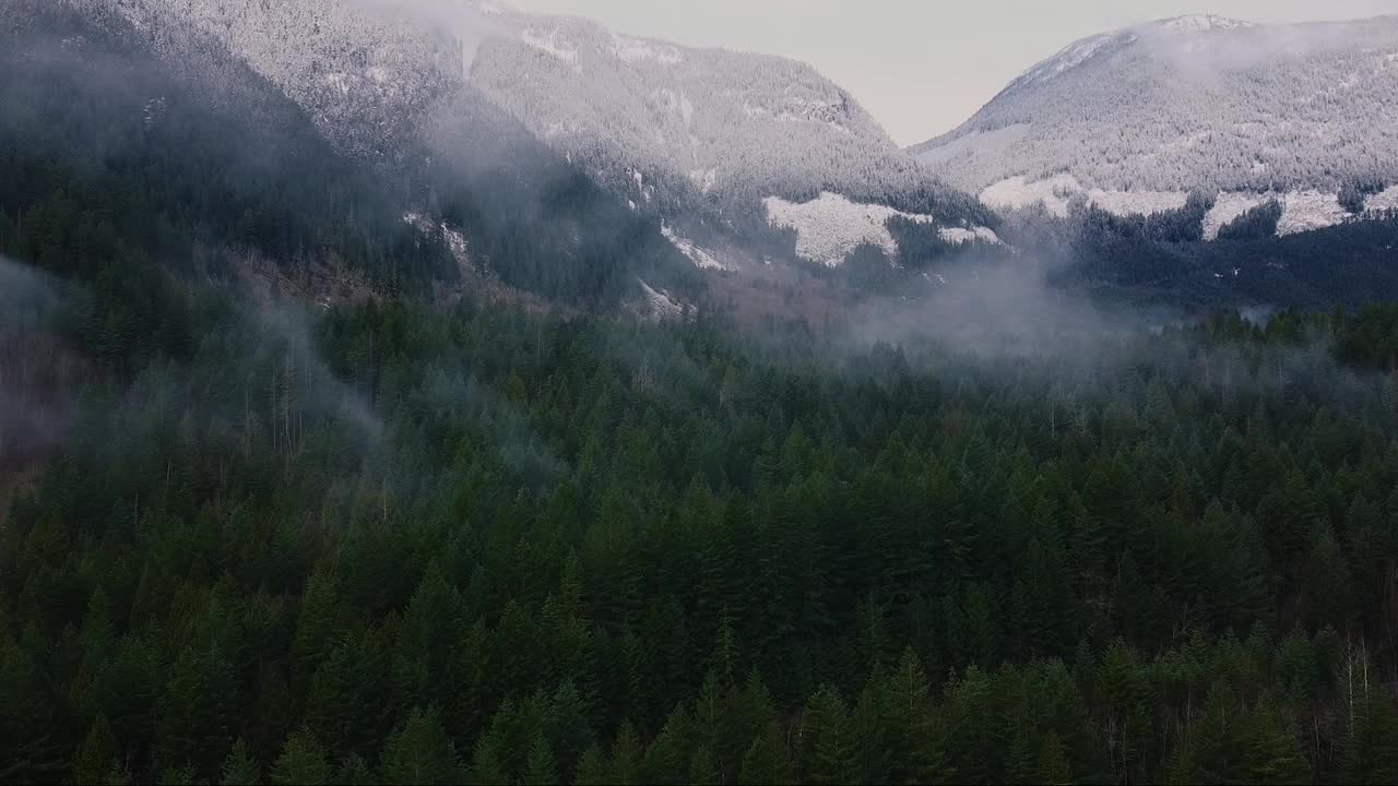 飞过被晨雾覆盖的绿色森林，背景是白雪皑皑的山峰视频素材