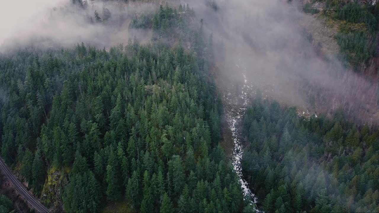 飞过被晨雾覆盖的绿色松树视频素材