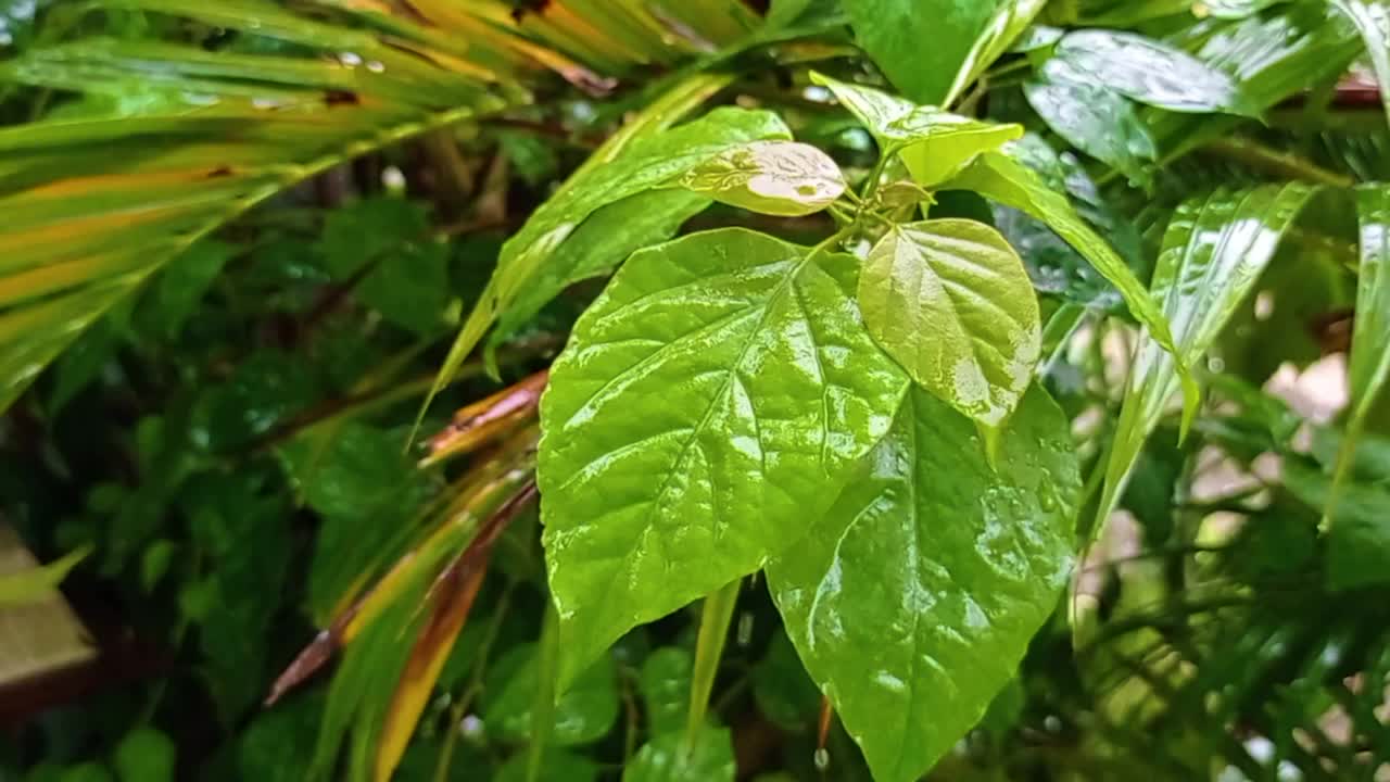 雨滴落在树叶上视频素材