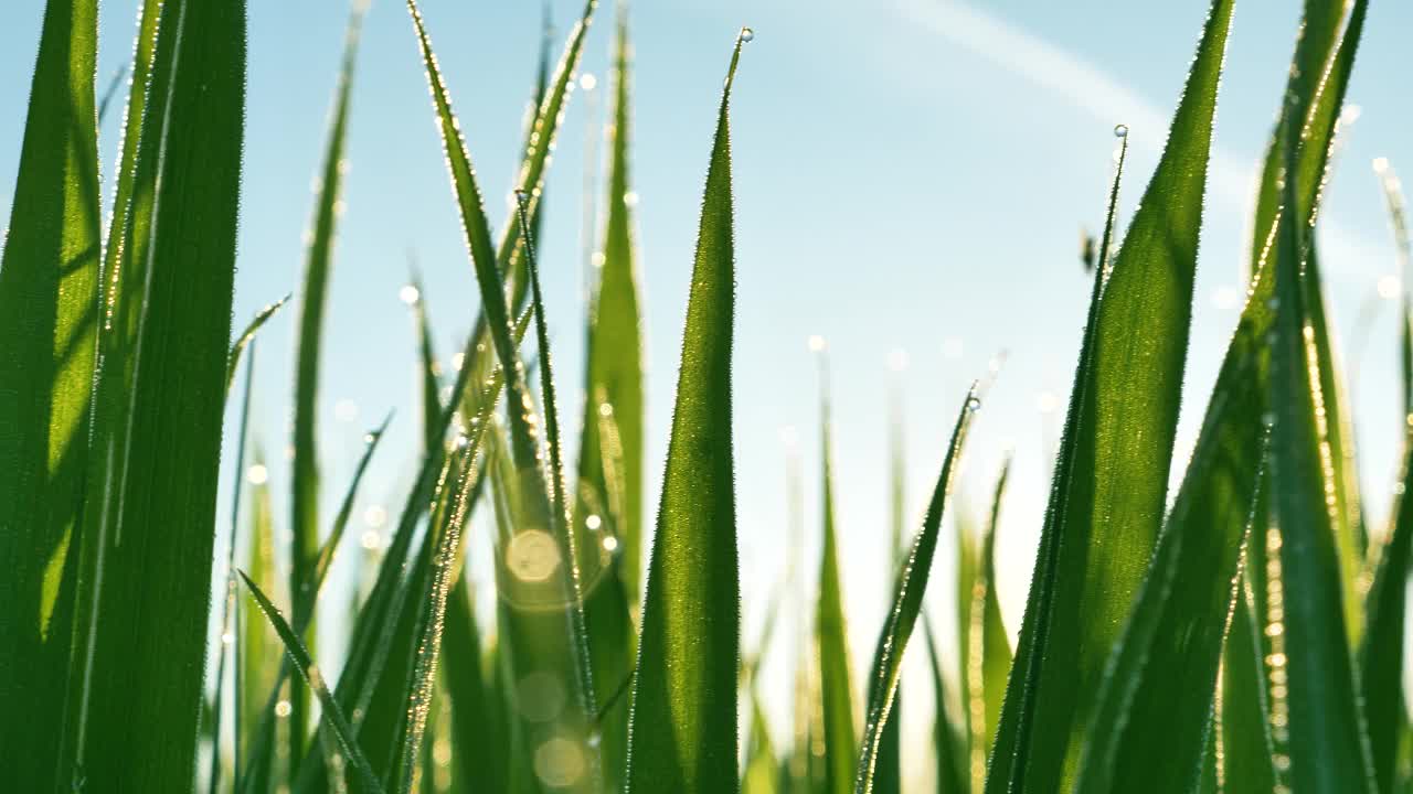 长长的绿茎上有露珠，迎着日出视频素材