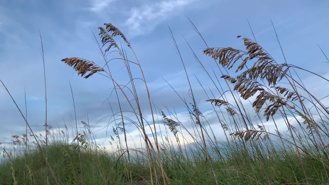 宁静的海滩沙丘风光视频素材