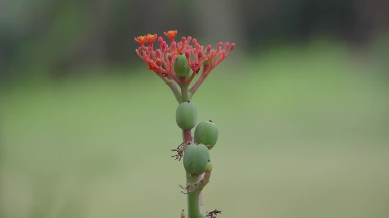 佛腹植物近距离拍摄视频素材