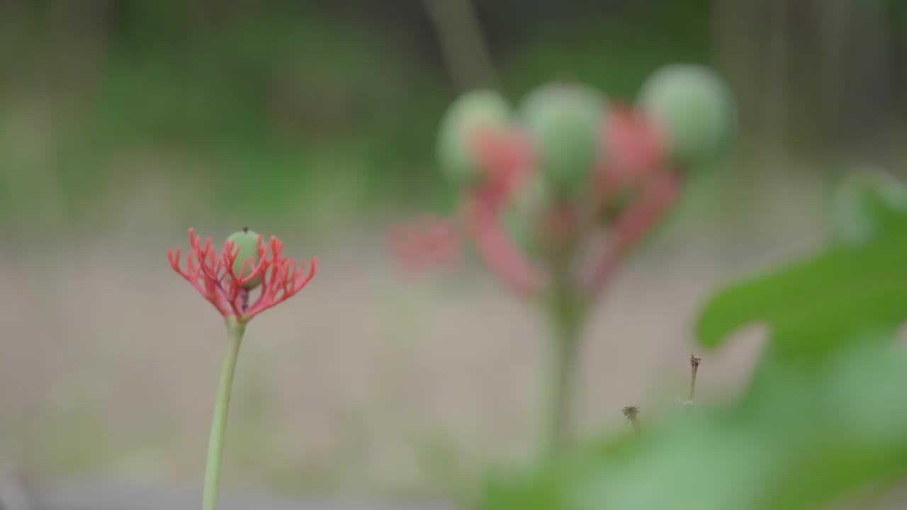 佛腹植物架焦点拍摄视频素材