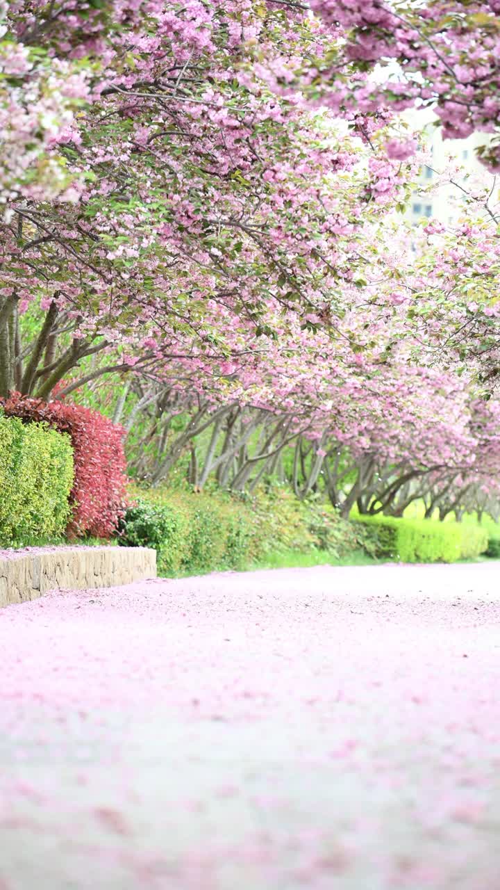 铺满花瓣的双层樱花路面。中国山东省青岛市视频素材