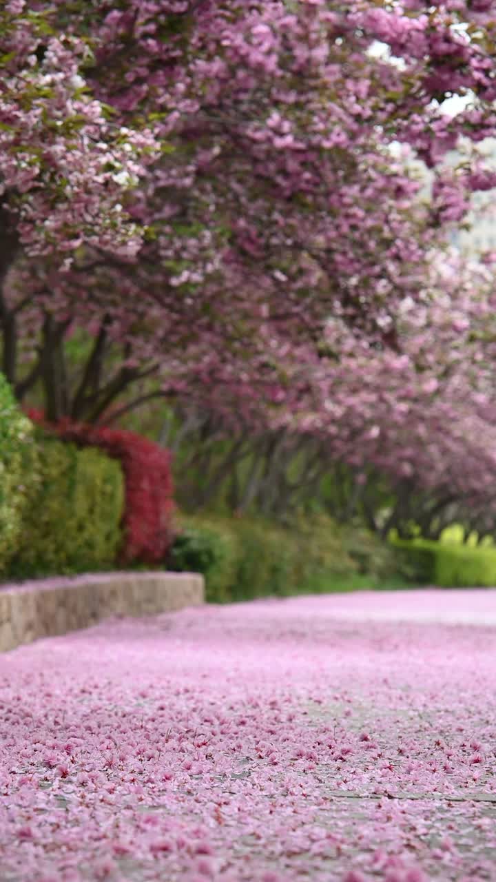 铺满花瓣的双层樱花路面。中国山东省青岛市视频素材