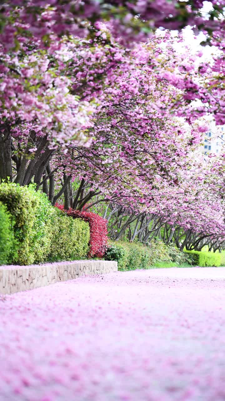 铺满花瓣的双层樱花路面。中国山东省青岛市视频素材