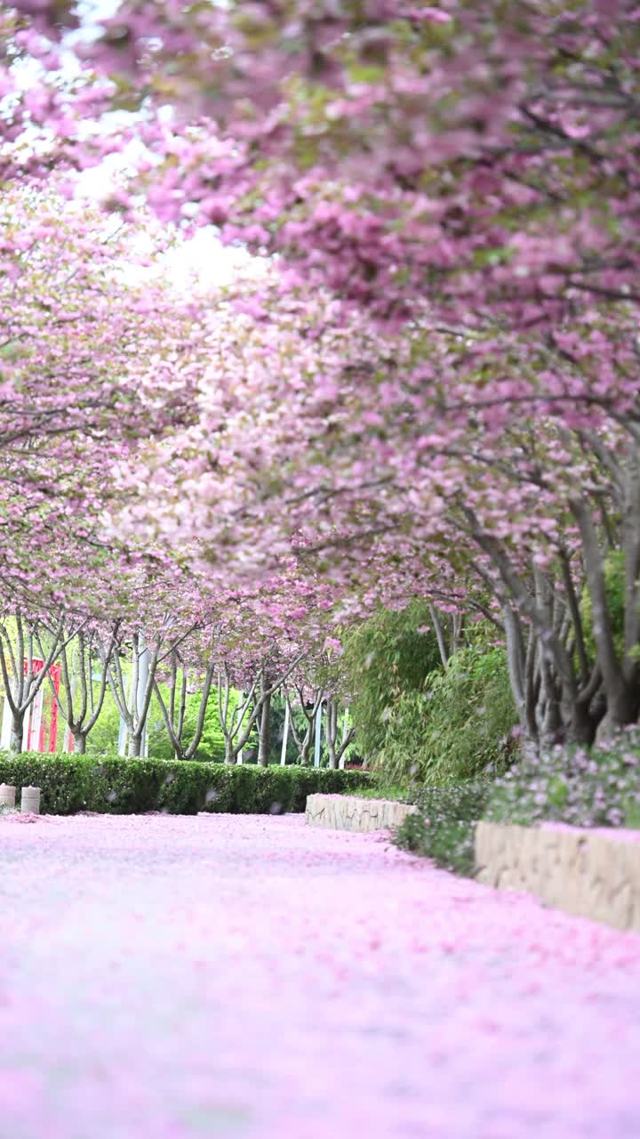 铺满花瓣的双层樱花路面。中国山东省青岛市视频素材