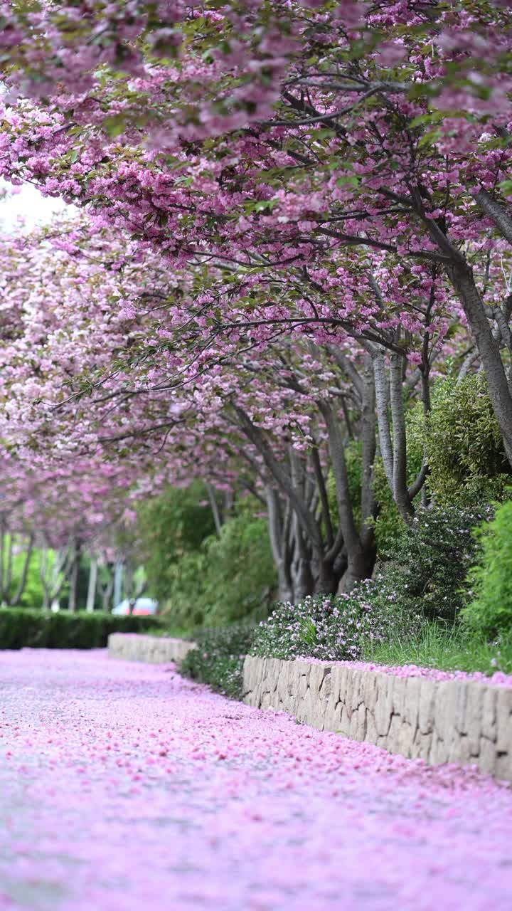 铺满花瓣的双层樱花路面。中国山东省青岛市视频素材