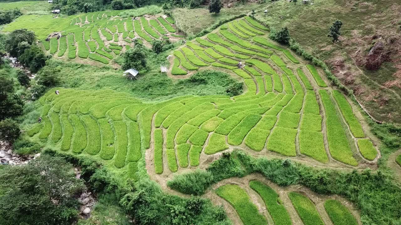 泰国清莱省稻田的航拍画面。视频素材