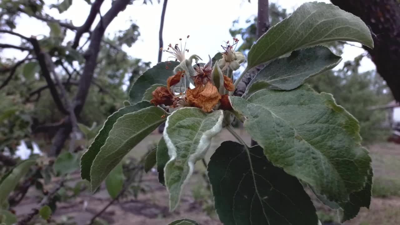 春天花园的绿色植物。视频素材