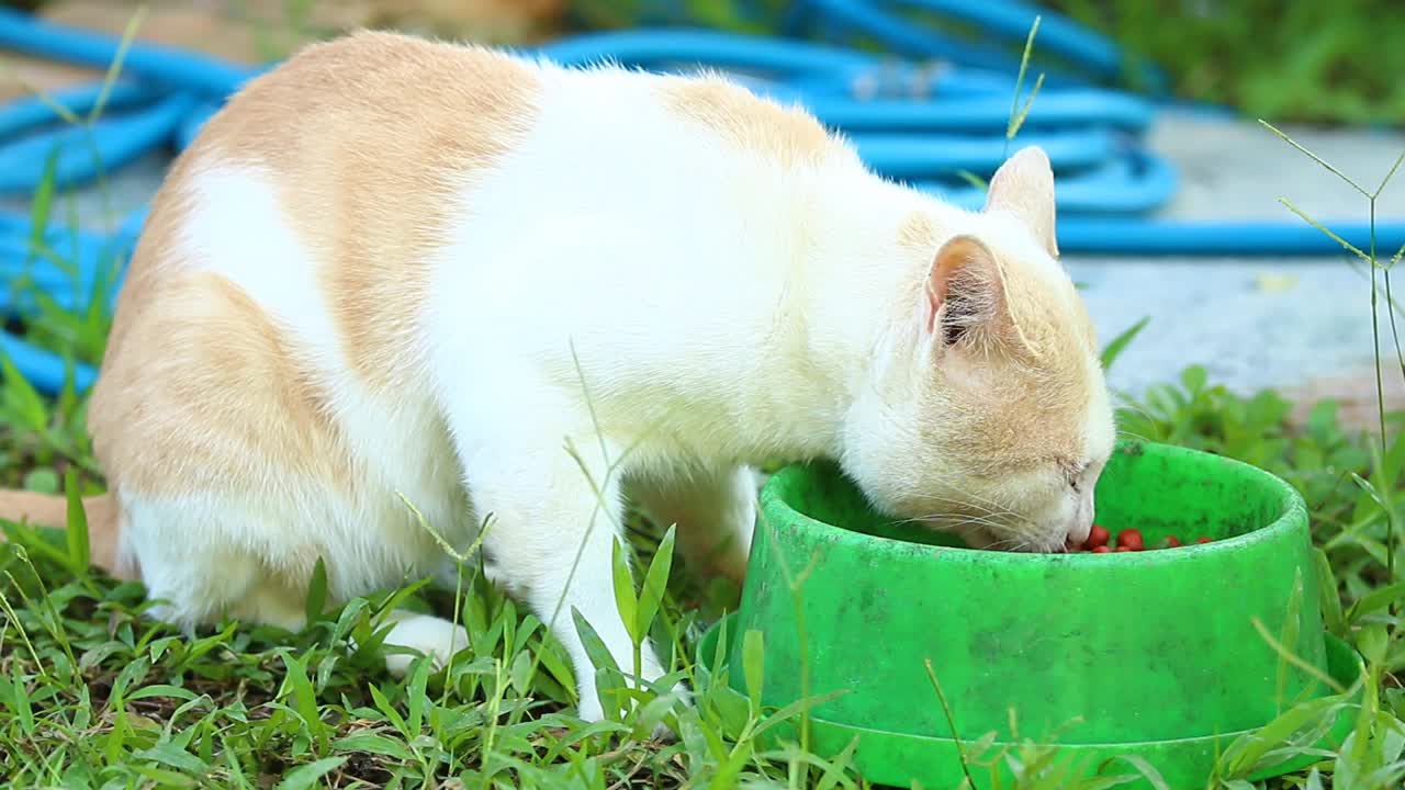 猫在大口地吃食物视频素材