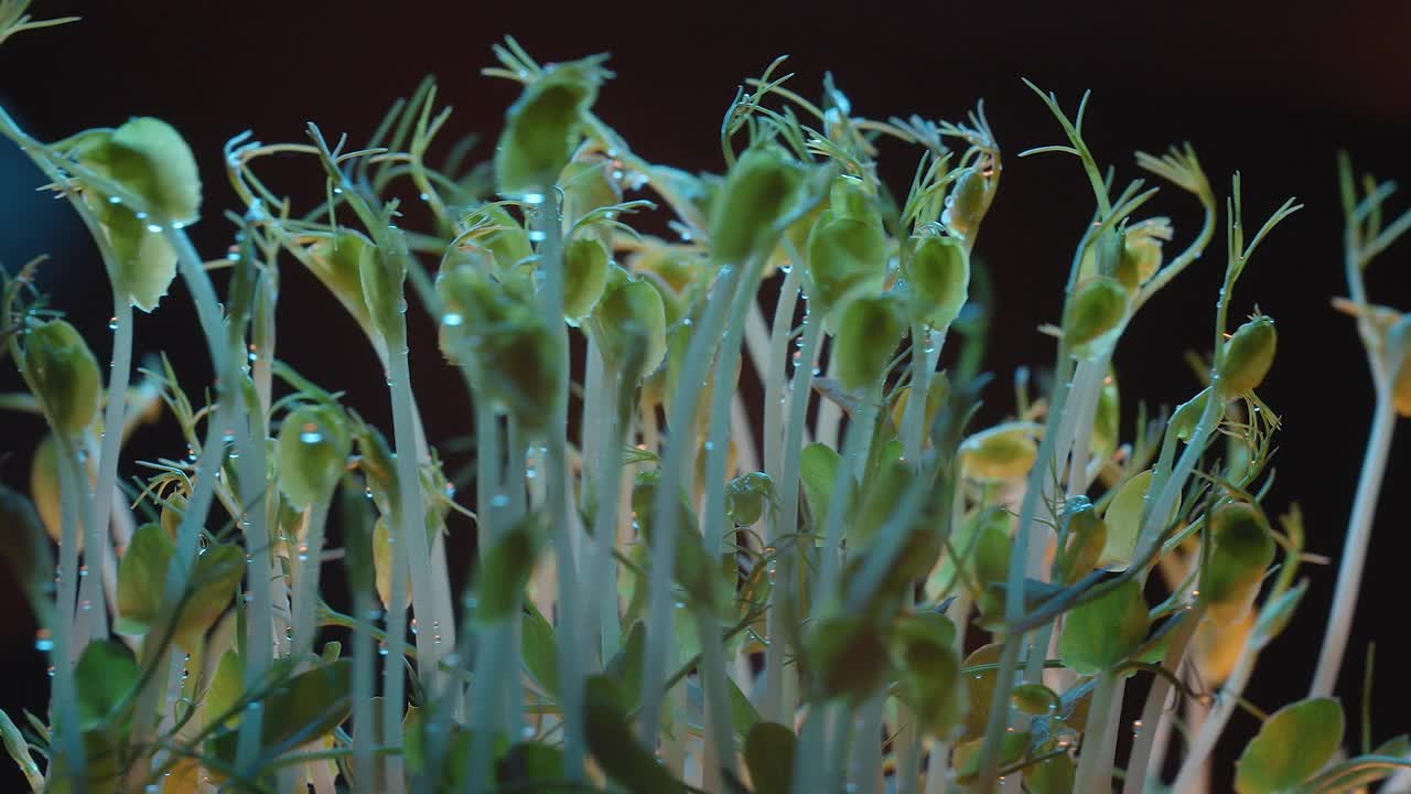 微绿色豌豆豆类发芽生长植物在不同的浅色视频素材