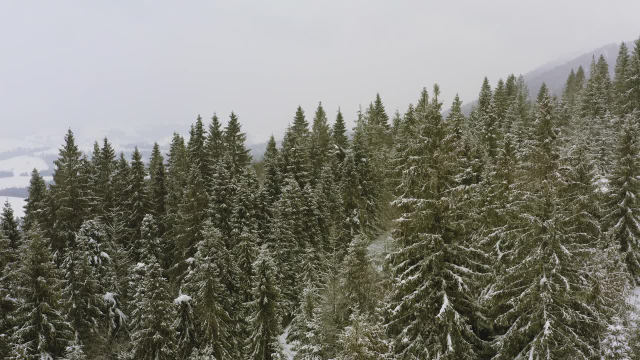 茂密的云杉森林覆盖着喀尔巴阡山脉的雪山和勇敢的滑雪者视频素材