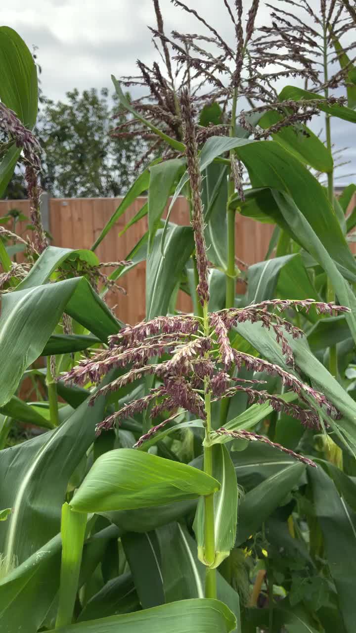 花园里的甜玉米雄花视频下载