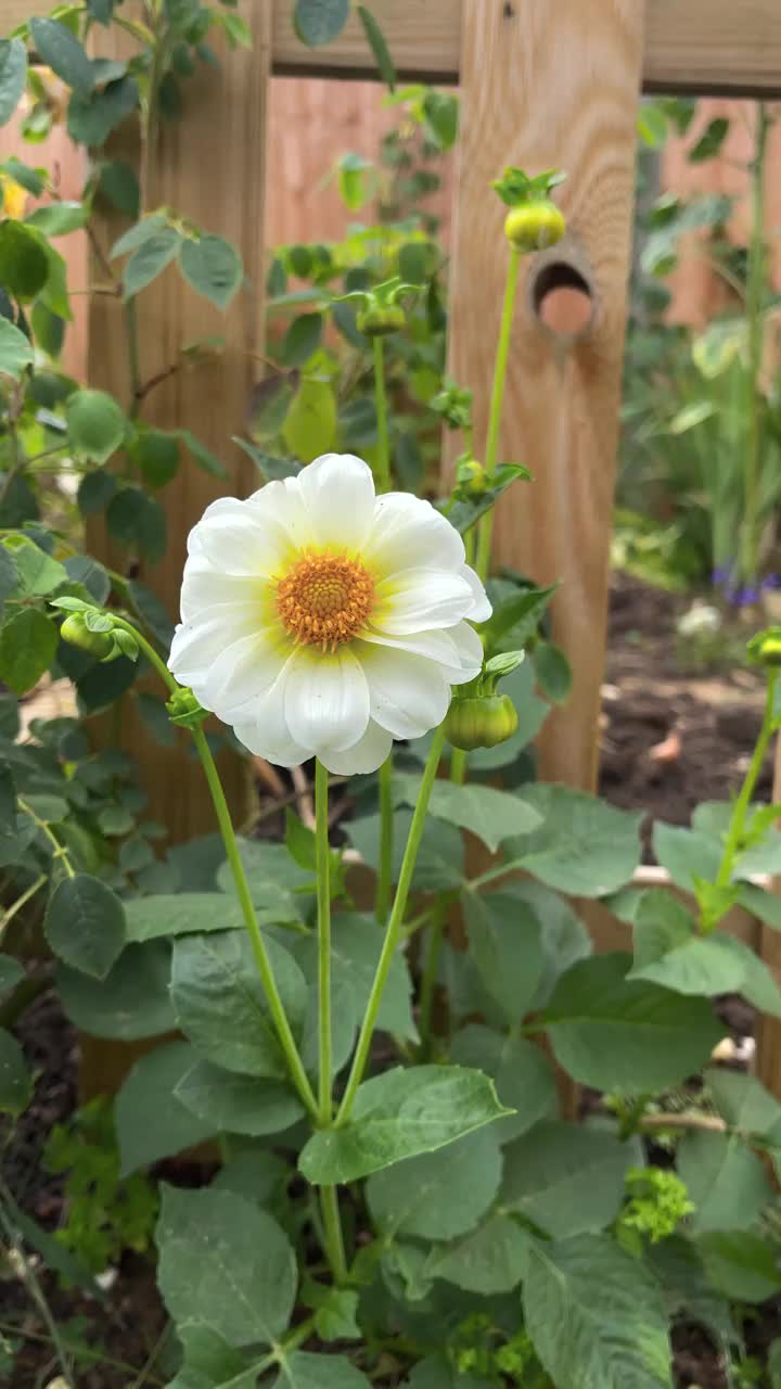 花园中生长在植物上的白色单朵大丽花视频素材