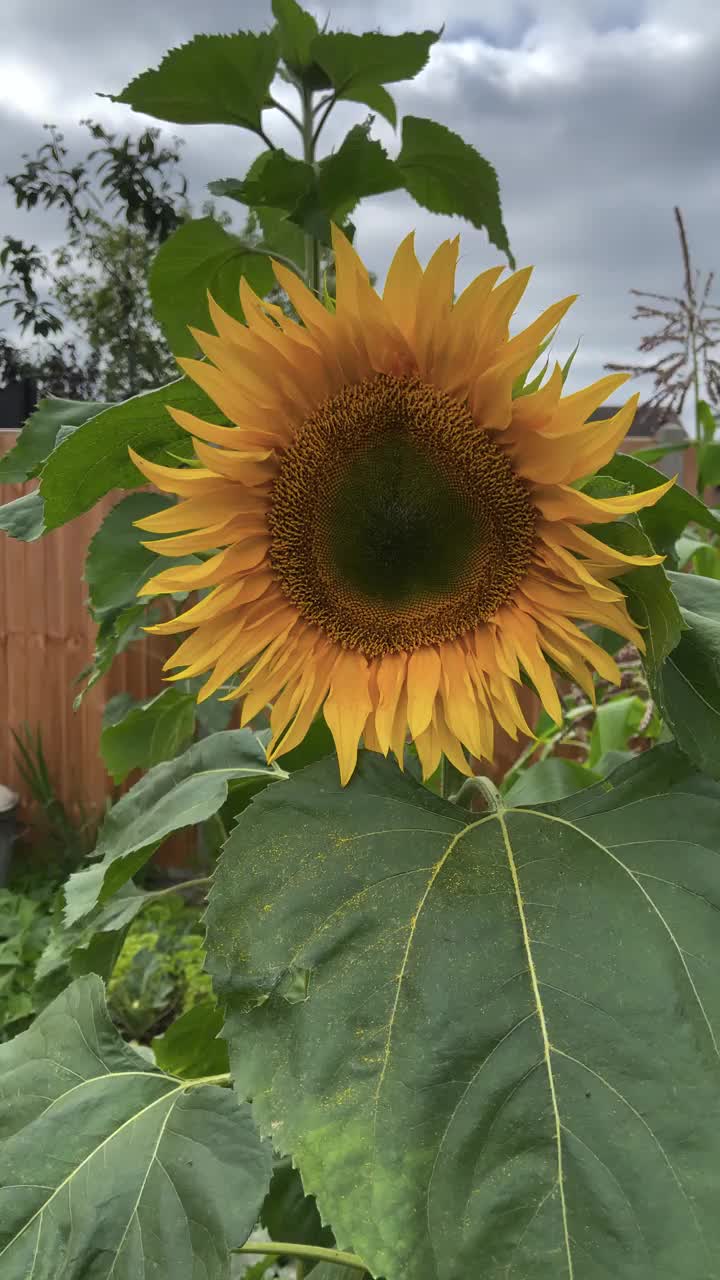 向日葵头和植物生长在花园里视频素材