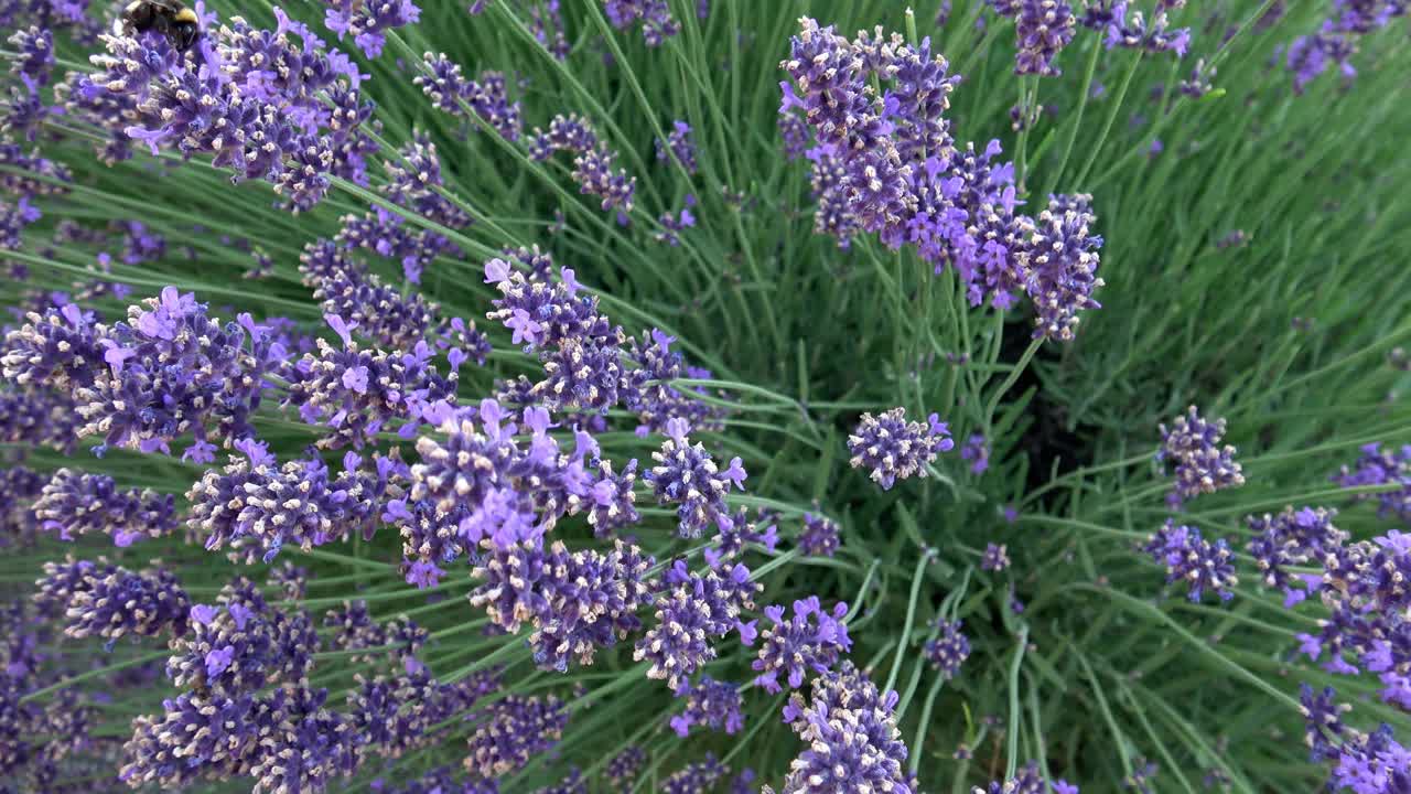 大黄蜂为薰衣草(薰衣草)花授粉。夏季昆虫授粉视频素材