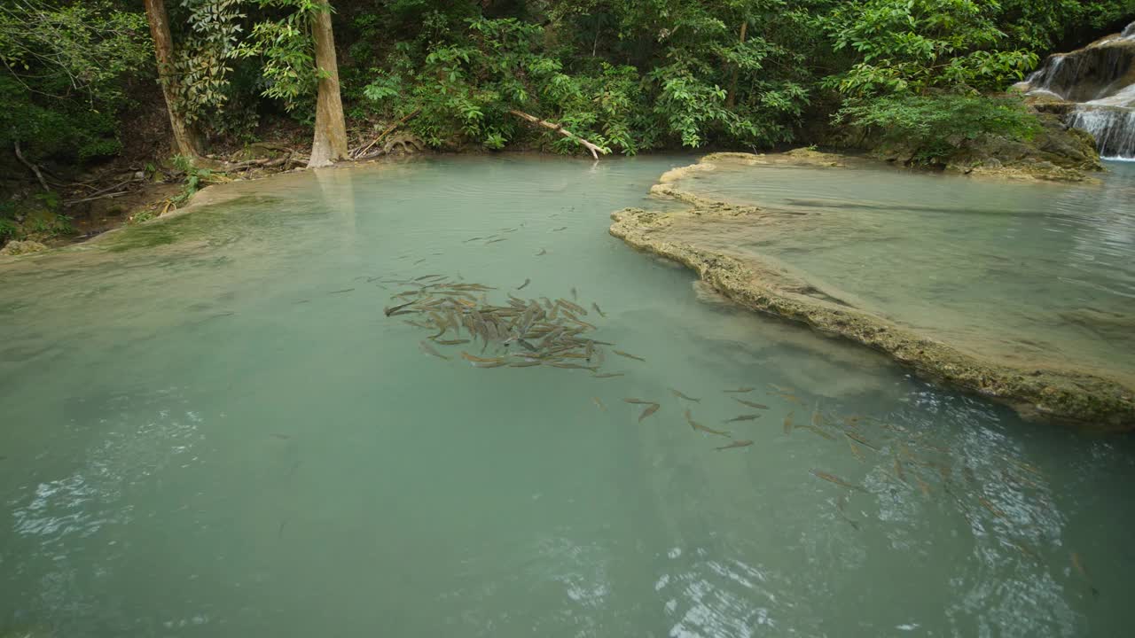 四面湾瀑布与新竹鱼视频素材