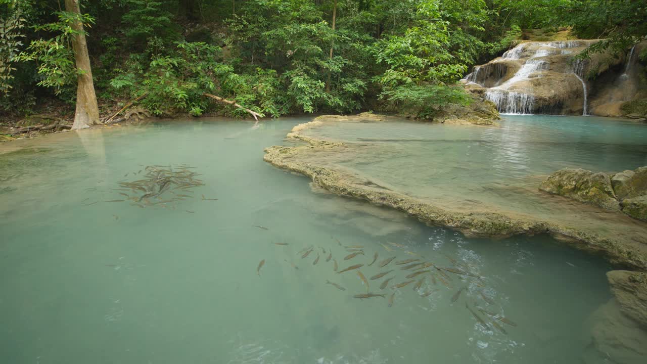 四面湾瀑布与新竹鱼视频素材