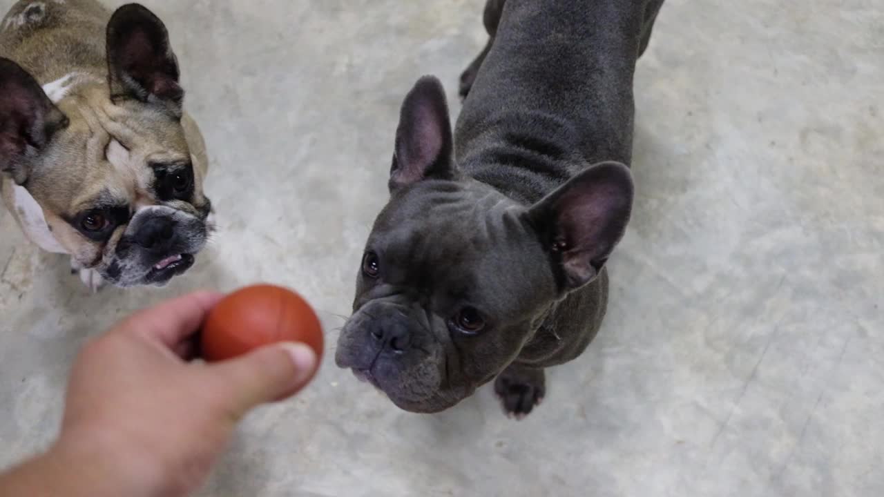 两只法国斗牛犬专心与主人打球。视频素材