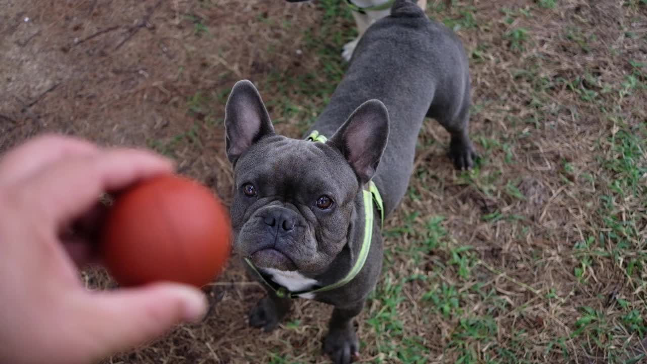 专注于和主人打球的法国斗牛犬。视频素材