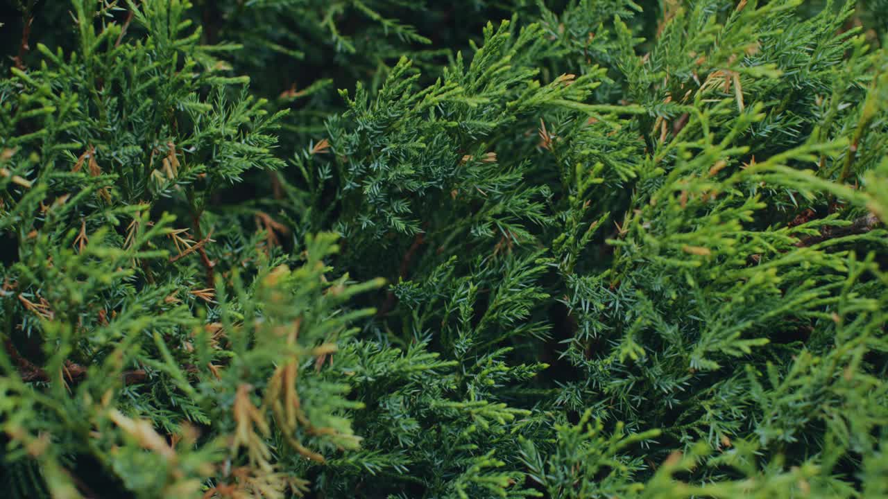 自然的绿色thuja，特写视频。常绿芳香的针叶树枝。芳香疗法,景观的概念视频素材