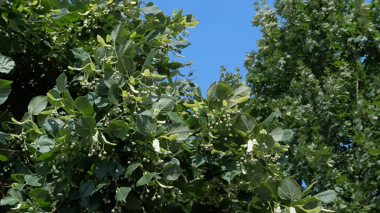 菩提树和枫树的树枝在天空中随风摇摆视频素材