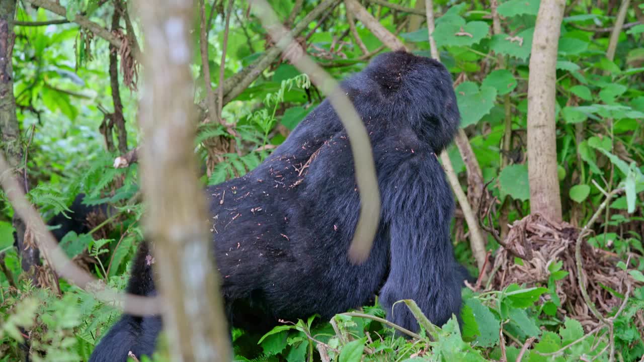 丛林里的野生大猩猩视频素材