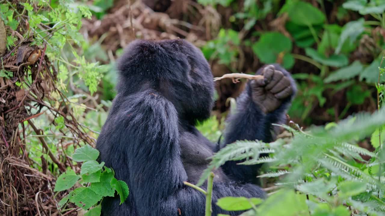 丛林里的野生大猩猩视频素材