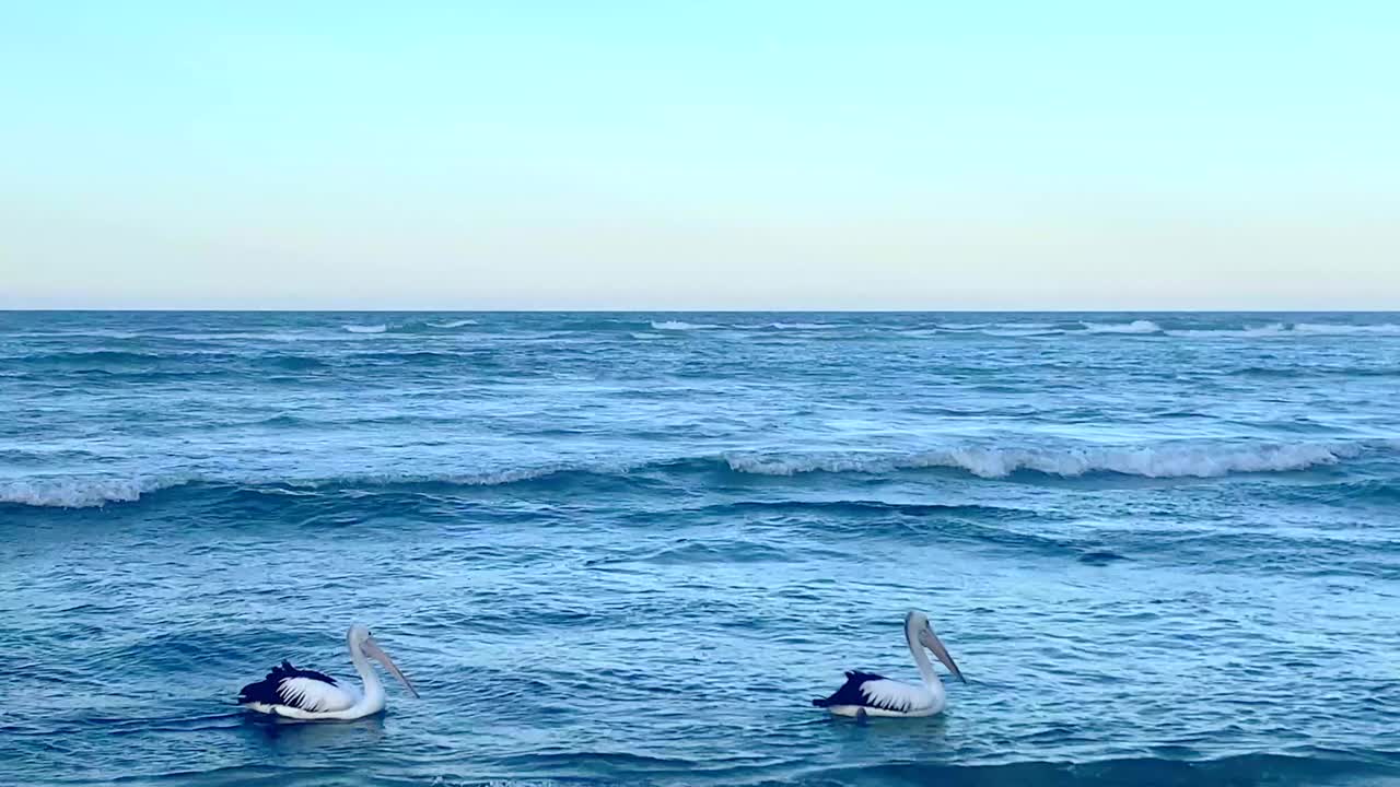 鹈鹕在海浪中航行视频素材