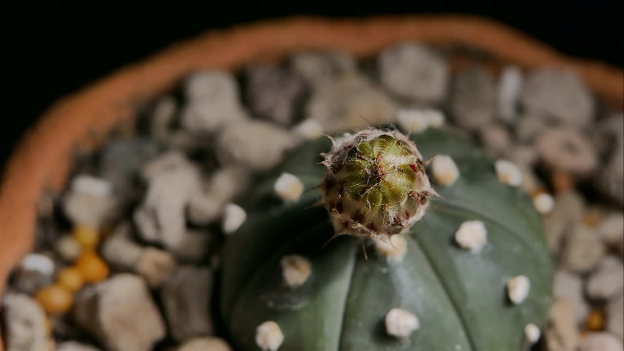 仙人掌花开花，小仙人掌在花盆里视频素材