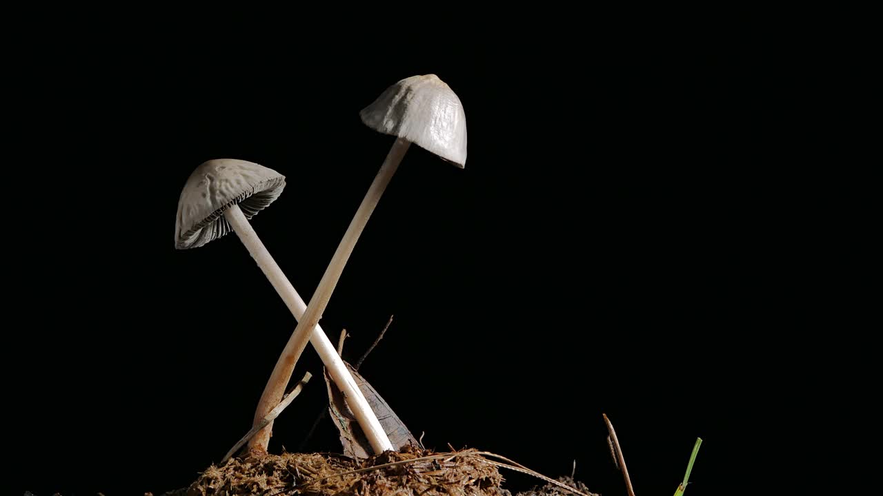 草菇自然在慢慢腐烂。视频素材