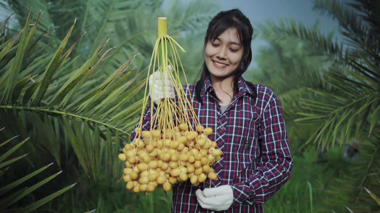 亚洲妇女采摘椰枣果实。视频素材