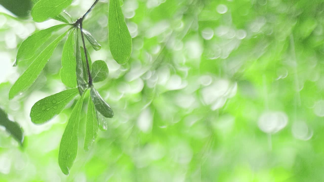 4K特写雨下在树上。白天，雨落在树叶上。小雨落在小树上。绿色自然的概念。视频素材