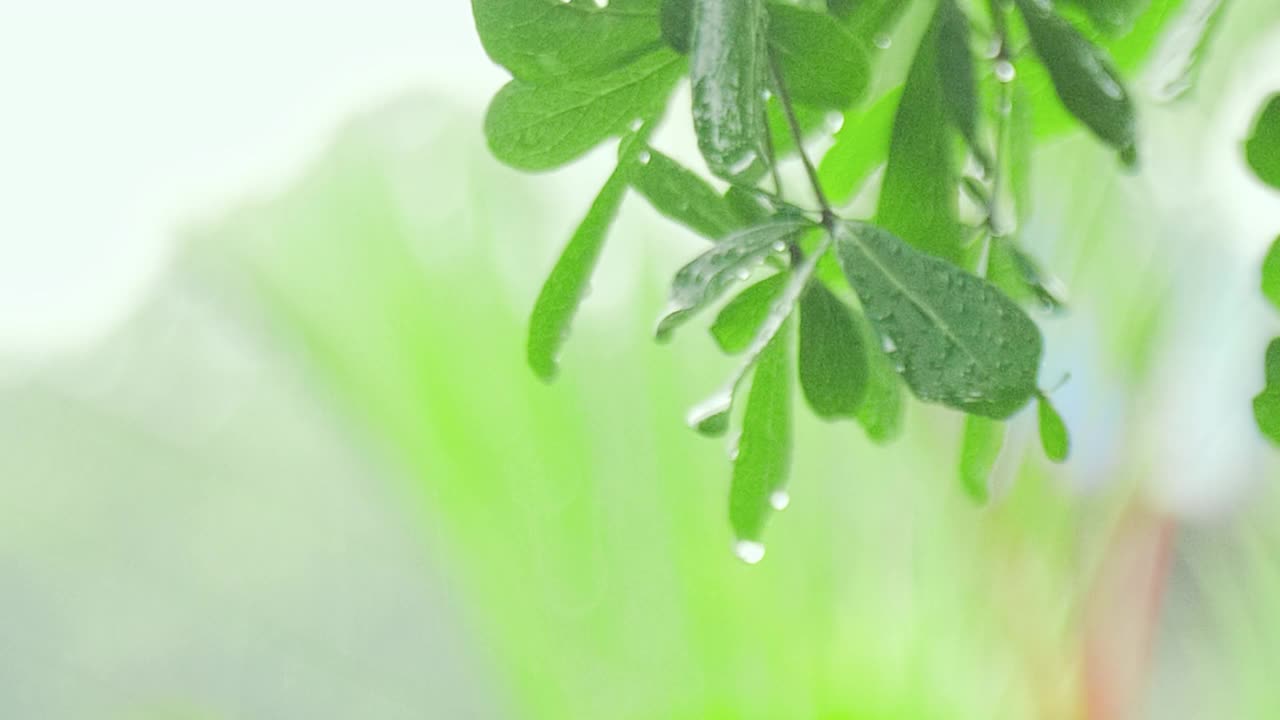 4K特写雨下在树上。白天，雨落在树叶上。小雨落在小树上。绿色自然的概念。视频素材