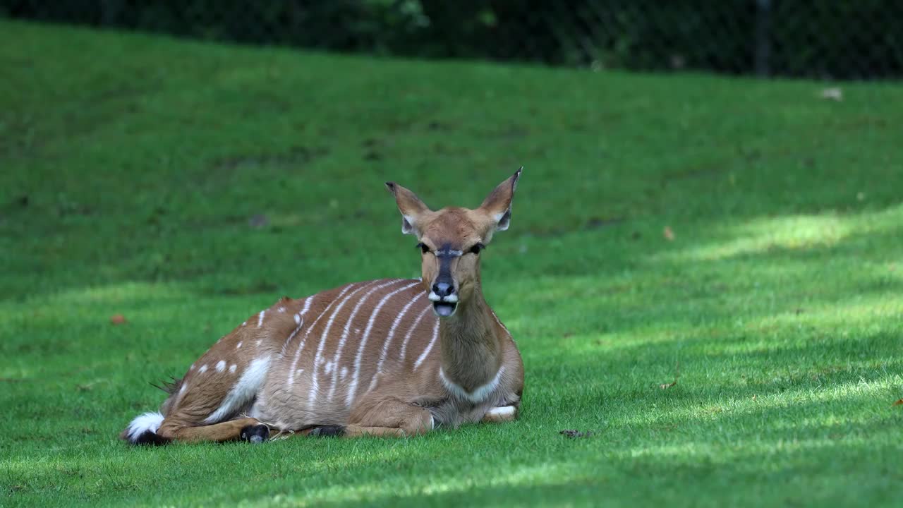 nyala, Tragelaphus angasii是一种原产于南非的螺旋角羚羊。它是牛科的一种视频素材