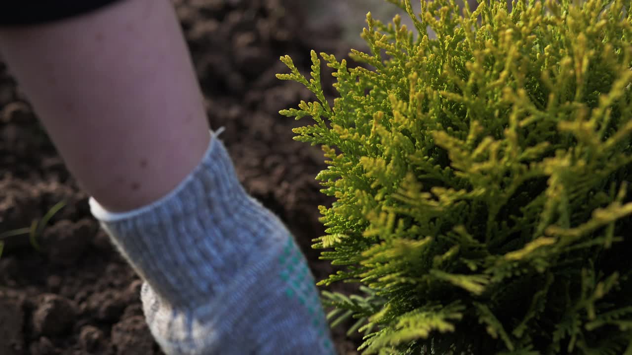 特写一双手在一个洞里种植一棵小thuja树。新生活的概念视频下载