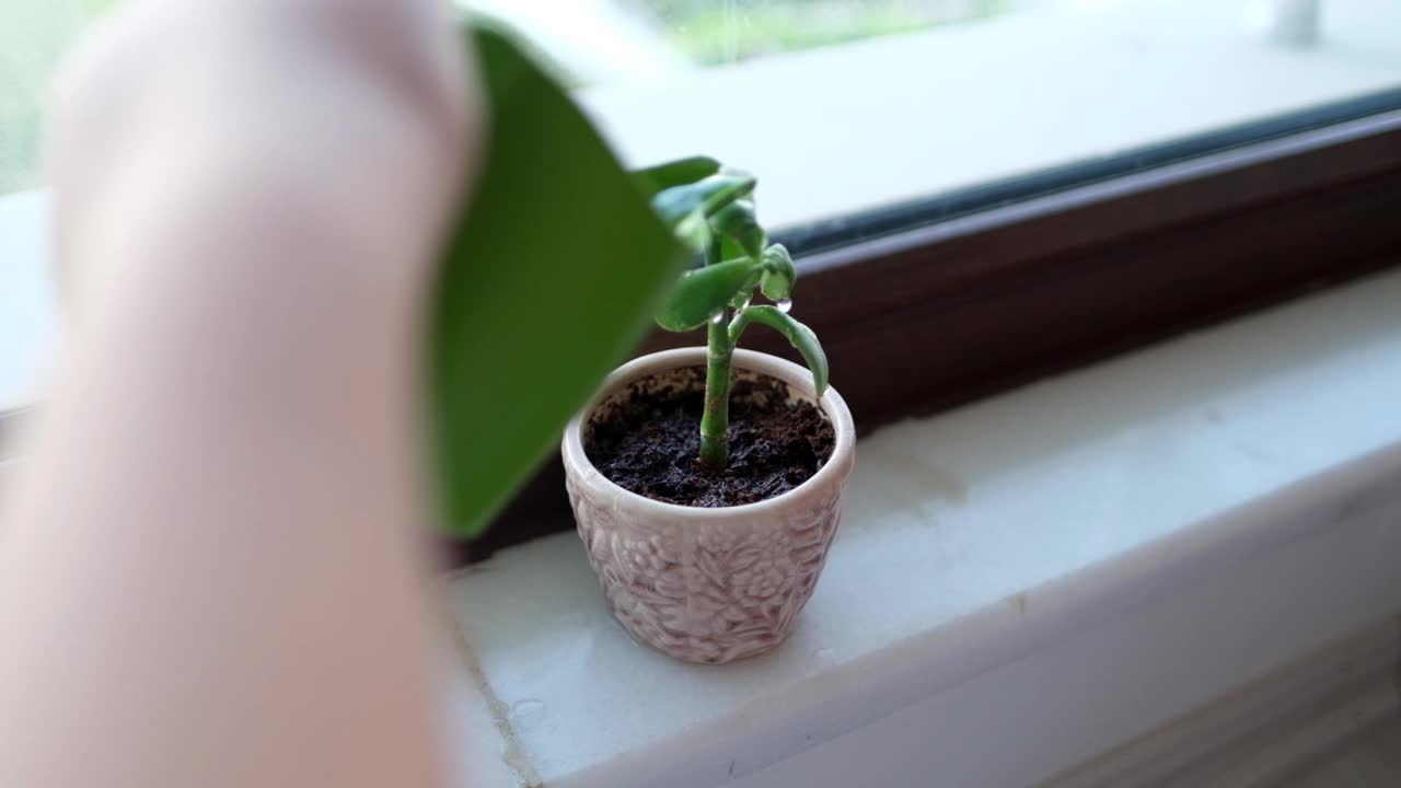 可爱的小女孩在花园里用喷壶给植物浇水。视频素材