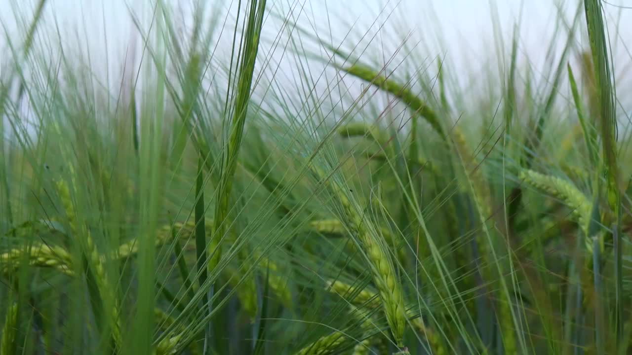 夏天，麦田里绿色的麦穗和穗子视频素材