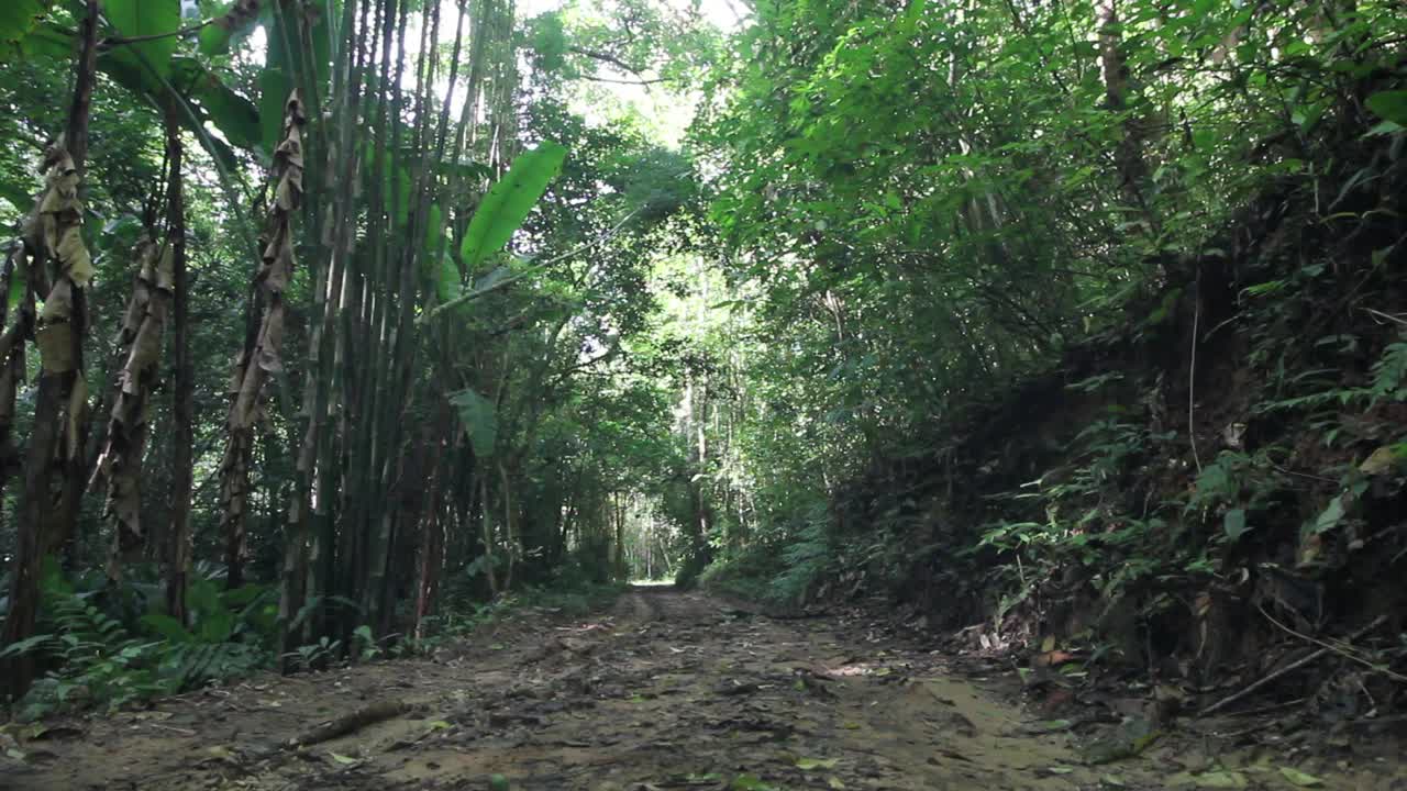 丛林的道路视频素材