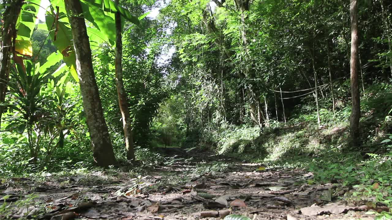 丛林的道路视频素材