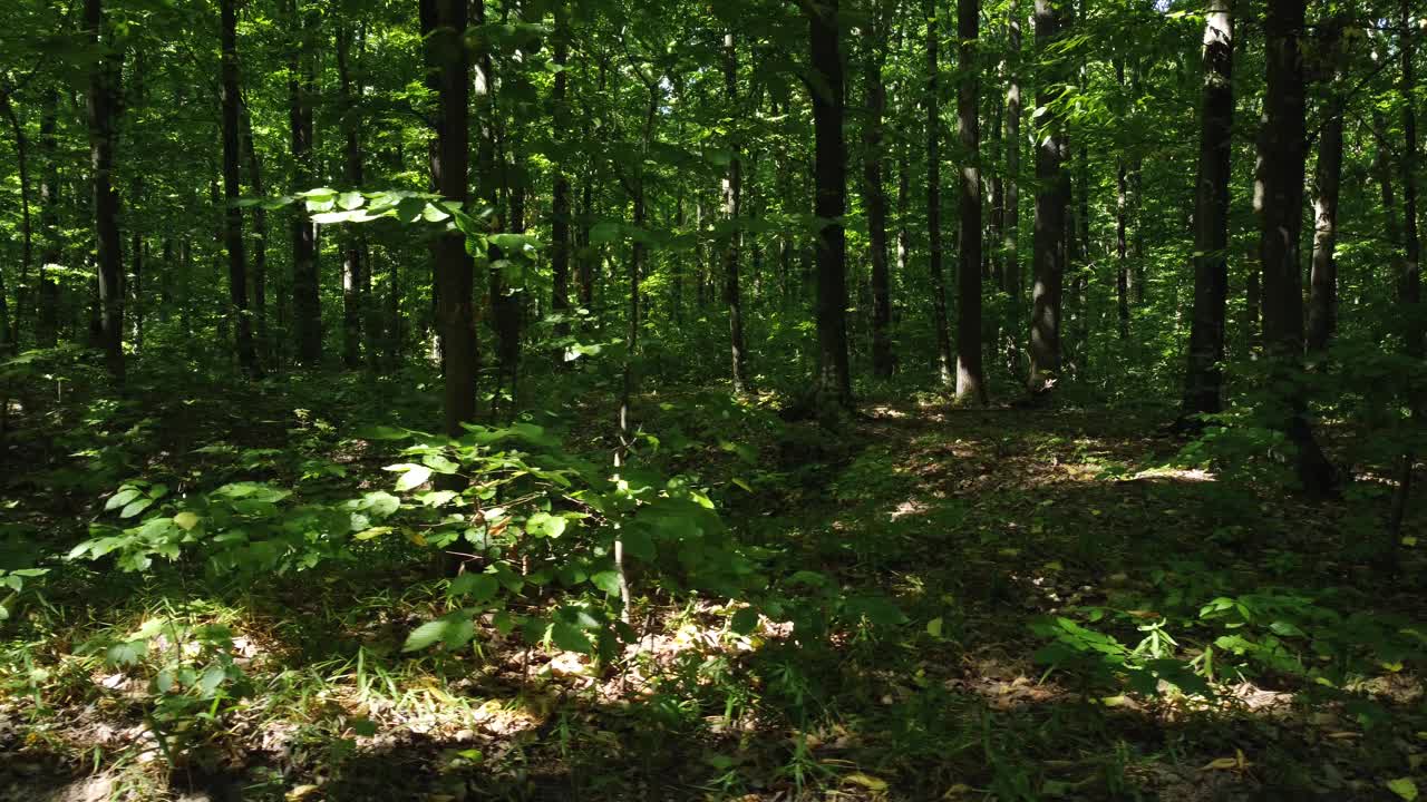 杰克罗素梗在树林里散步。猎狗在树林间慢慢地走着视频素材