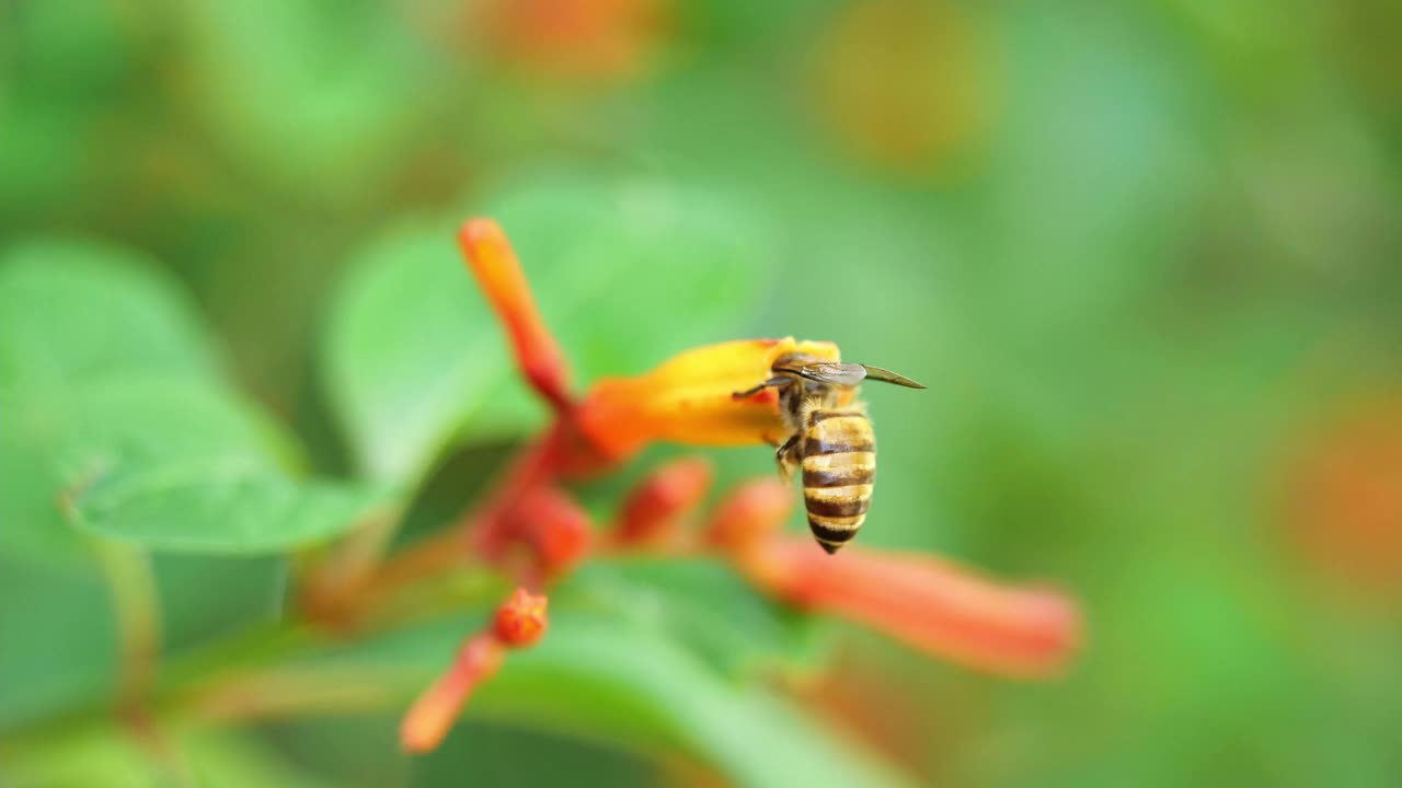 蜜蜂在猩红色灌木上采集花粉寻找花蜜视频素材