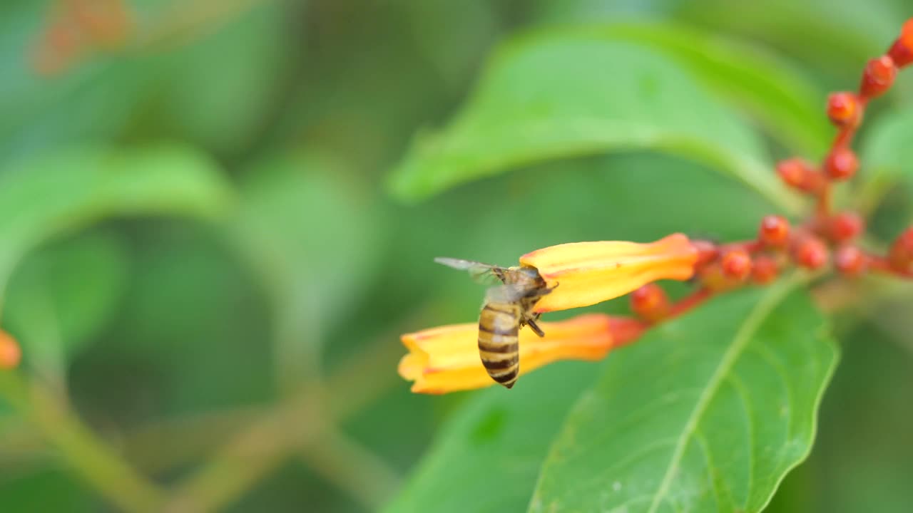 蜜蜂在猩红色灌木上采集花粉寻找花蜜视频素材