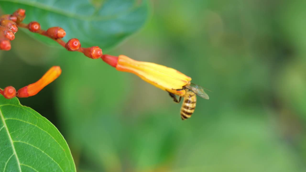 蜜蜂在猩红色灌木上采集花粉寻找花蜜视频素材