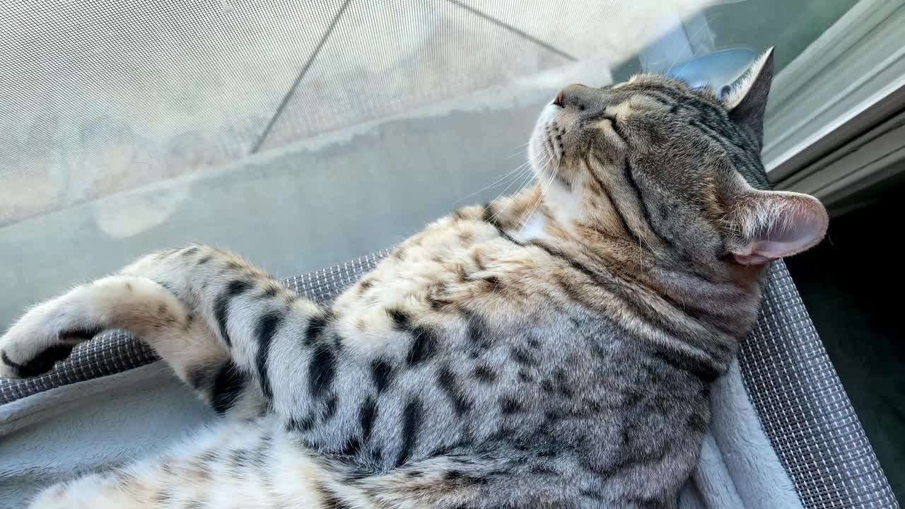 灰色的孟加拉猫躺着睡觉。宠物的其他部分。视频素材